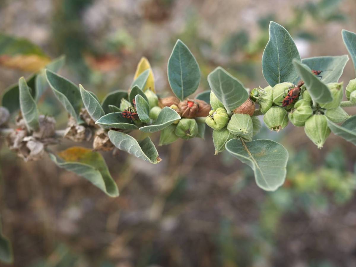 Stress et Ashwagandha