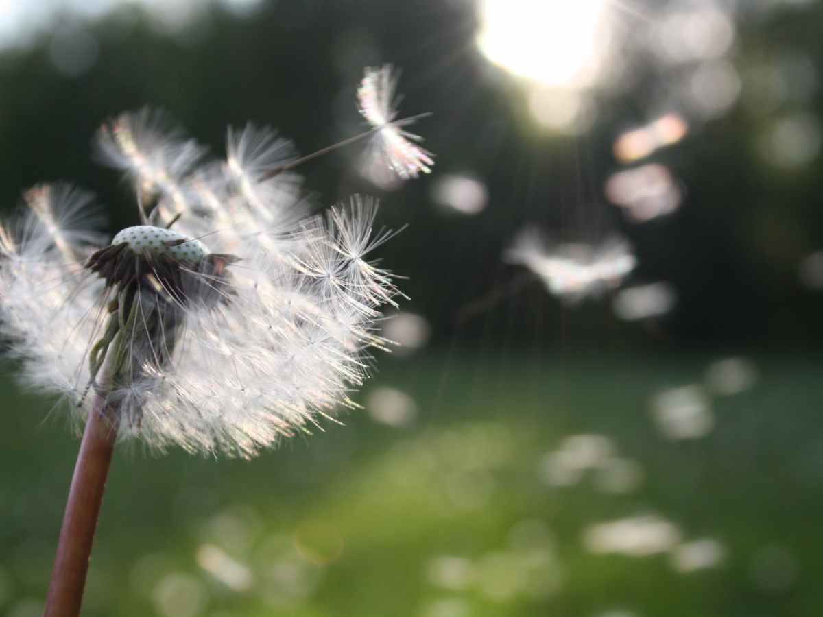 Comment soigner efficacement les allergies&nbsp;saisonnières