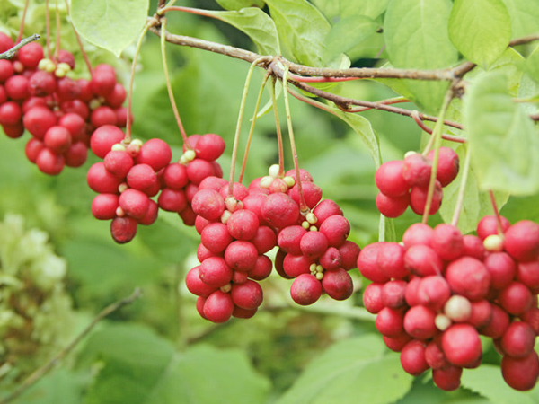 Schisandra : stress, concentration et bonne&nbsp;humeur